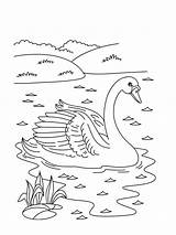 Pages Coloring Swan Kids Swans Birds Choose Board sketch template