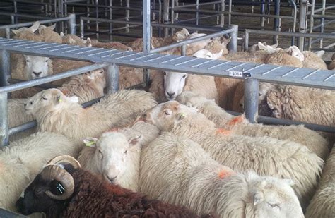 buying flock replacements pay close attention  wool quality