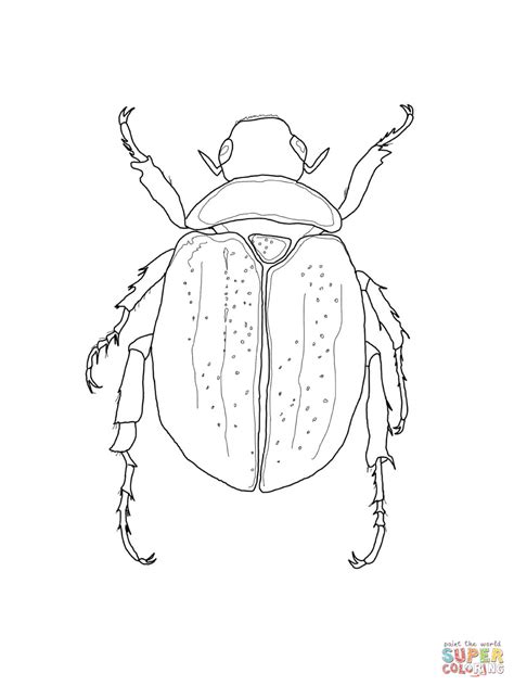 coloriage scarabée coloriages à imprimer gratuits
