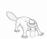 Platypus Perry Coloring Pages Tubing Drawing Printable Run Getdrawings sketch template