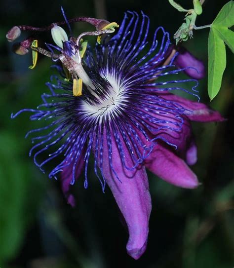 purple passion flower vine italian hybrid passiflora etna plant ebay