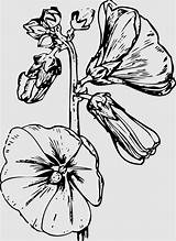 Invertebrate Hollyhocks Pollinator Anyrgb sketch template