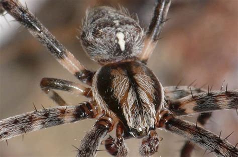 mutant spiders are to invade the homes of unlucky brits