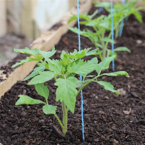 tomatoes information tips  growing