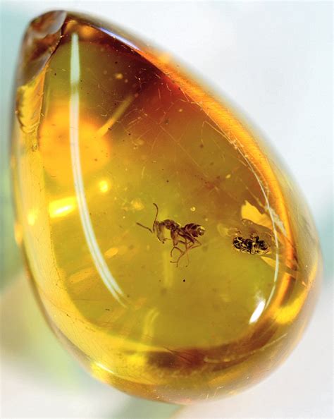 insects  amber