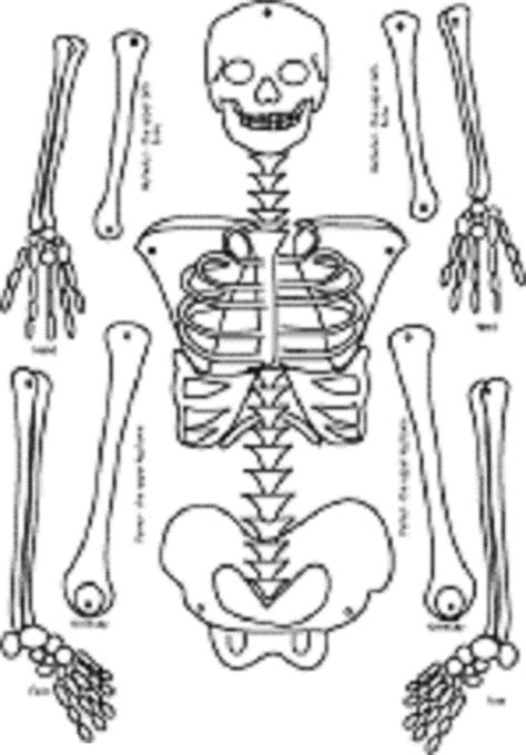 skeleton cut  template
