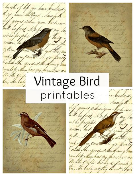 vintage bird printables  fall town country living