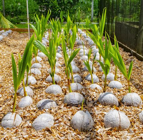 planting care   coconut palm acidees