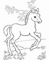 Coloring Pages Horse Kids Color Horses Colouring Printable Foal Baby Print Book Wild Pony Cute Animals sketch template