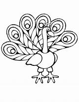 Peacock Coloring Cartoon Imagery Pages Colouring sketch template