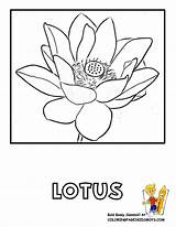 Coloring Flower Lotus Pages Popular Flowers sketch template