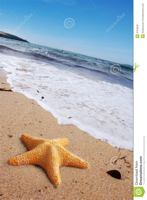 starfish   beach stock photo image  remote fish