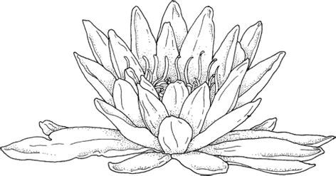 blooming water lily coloring page  water lily category select