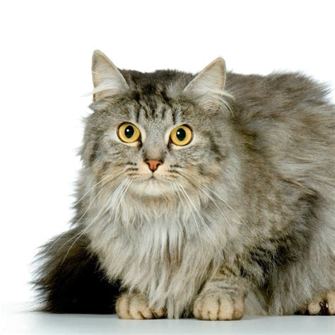 domestic longhair breed information and photos thriftyfun