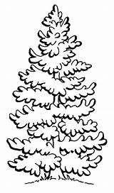 Tree Pine Snow Coloring Template Pages Clipart sketch template