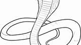 Cobra Coloring Pages Snake Drawing Spitting Getdrawings Paintingvalley Getcolorings sketch template