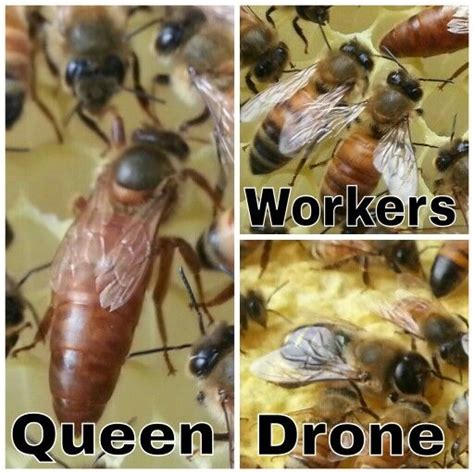 honey bees queen workers drone urban apis wwwfacebookcomurbanapis bee keeping bee drone