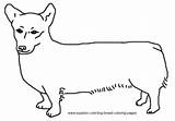 Coloring Corgi Dog Pages Breed sketch template
