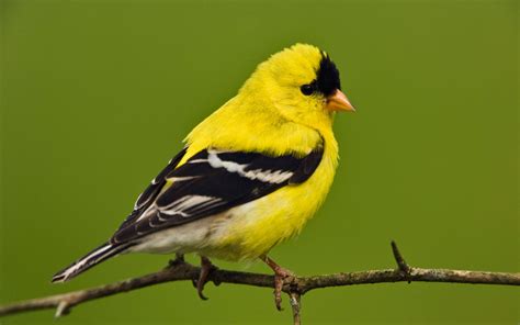 american goldfinch wallpapers hd wallpapers id