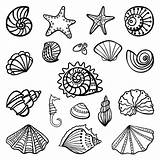Shells Conchiglie Seashells Vorlagen Muscheln Malen Seashell Seascape Zeichnungen Dinge Einfache Fische Colorpagesformom Tante Stencils Graphicriver Afkomstig sketch template