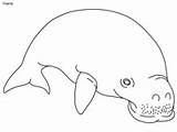 Dugong Coloring Reef Great Barrier Pages Ws sketch template
