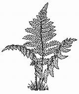 Fern Leaf Template Wpclipart Plants Coloring Pages Transparent sketch template