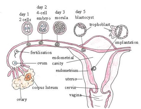 How Does Implantation Takes Place In Humans Which Hormone