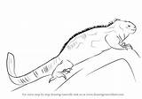 Iguana Marine Draw Drawing Step Lizards Drawingtutorials101 Previous Next sketch template