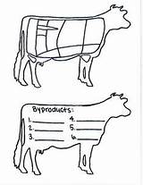 Beef Cow Cuts Byproducts Judging Livestock Cattle Open Dairy Coloring Worksheet Science sketch template