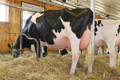 holstein dairy breeds cattle breeds