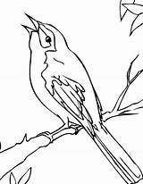 Mockingbird Coloring Bird Pages Perch Drawing Branch Cautious Tree Color Getdrawings Colorluna 776px 42kb sketch template