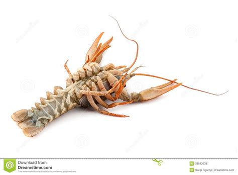 river raw crayfish stock image image  crayfish delicatessen