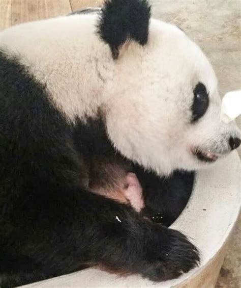 fotos la pareja de pandas gigantes del zoo de kuala lumpur tiene su