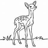 Deer Baby Coloring Fawn Drawing Pages Clipart Buck Animal Animals Outline Dear Online Clip Sketch Line Drawings Simple Color Sketches sketch template