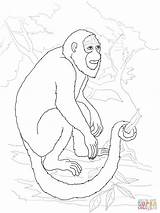 Monkey Howler Mono Aullador Bugio Colorear Supercoloring Designlooter Dibujos Tablets sketch template