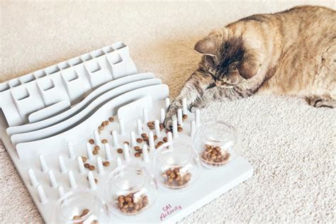types  cat food bowls  feeders choose     cat