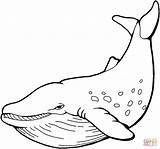 Cartoon Sperm Whale Coloring Printable Clip Clipart Simple sketch template