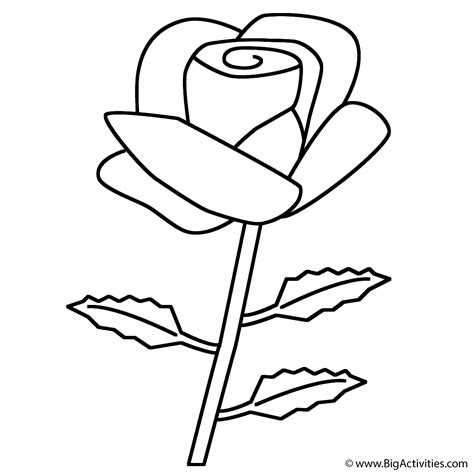 rose coloring page plants