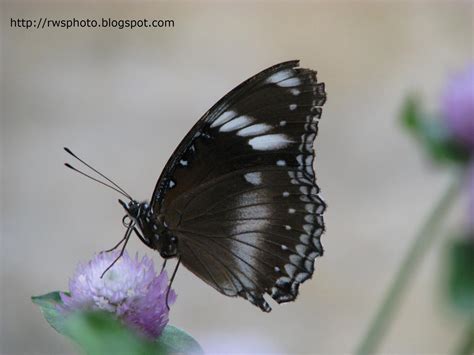 chilasa clytia butterfly rws photo blog splendour pictures  borneo