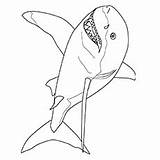 Shark Mako Momjunction Sharks Getcolorings sketch template