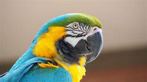 macaw parrot price  india  parrot price  india