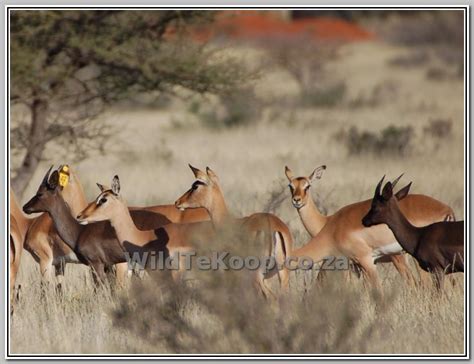 impala  sale  rooibokke te koop  wildlife south africa classifieds