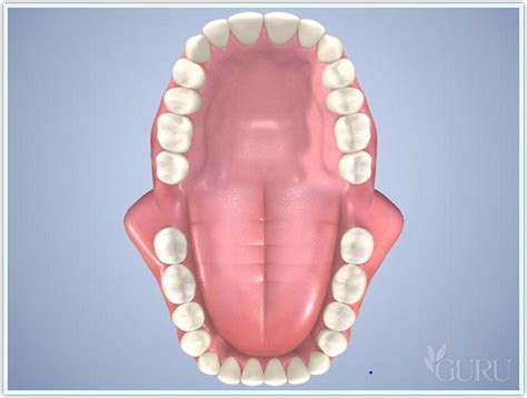 pediatric dental  san mateo ca primary  permanent dentition