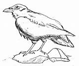 Raven Coloring Pages Ravens Birds Drawing Bird Animals Printable Simple Drawings Coloriage Getdrawings Colouring Kb Popular sketch template