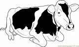 Cow Coloring Jersey Pages Coloringpages101 sketch template