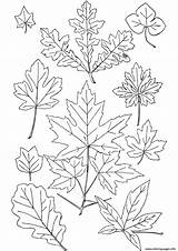 Fall Coloring Leaves Pages Printable Acorn Kids sketch template