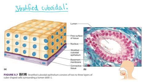 stratified cuboidal epithelium duct  sweat gland crystal diagram