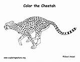 Cheetah Coloring Pages Animal Print sketch template