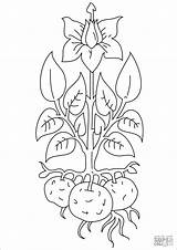 Potato Coloring Plant Drawing Potatoes Pages Coloringbay Paintingvalley sketch template