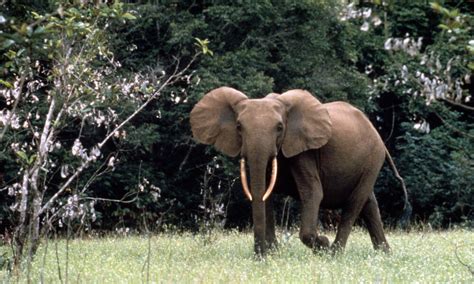 African Forest Elephant Species Wwf